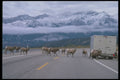480043 Sheep On Jasper Highway, Alberta, Canada A4 Photo Print