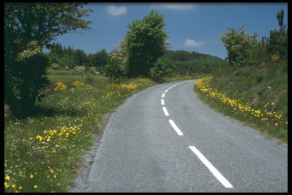 480055 Roadside Flowers, Languedoc, France A4 Photo Print