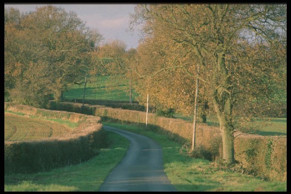 480057 Trees And Woodland, England A4 Photo Print