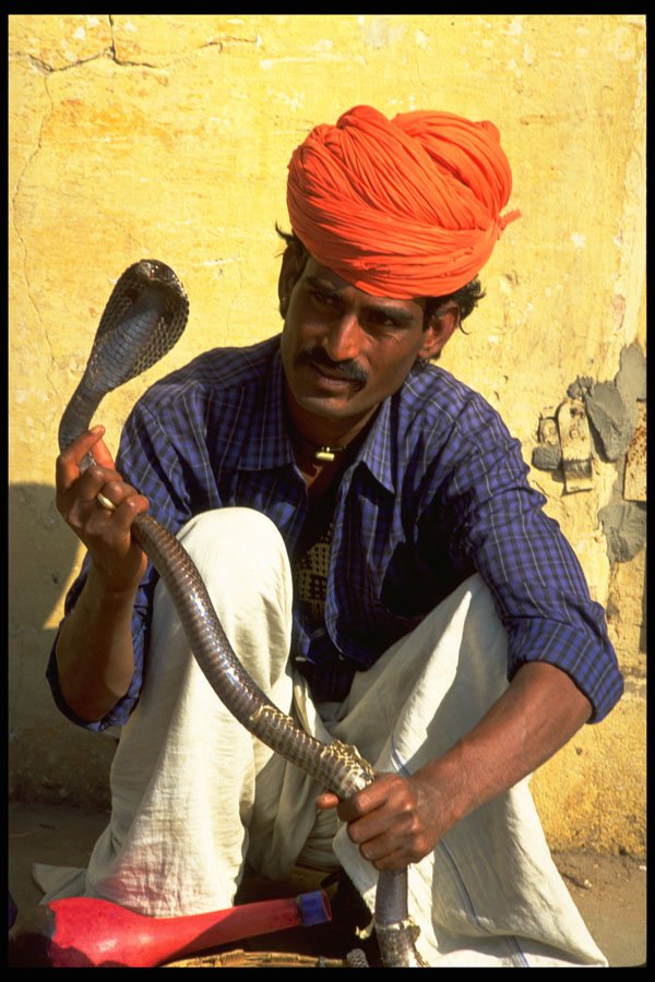 481011 Cobra And The Man, Jaipur, India A4 Photo Print