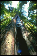 482000 Skyward Tree Shot, America's Rain Forest A4 Photo Print