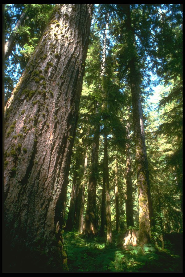 482001 Classic Big Tree, America's Rain Forest A4 Photo Print