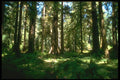 482002 Sunlit Grove, America's Rain Forest A4 Photo Print
