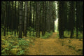 482003 Ferns In The Forest A4 Photo Print