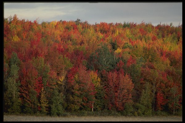 482005 Autumn Hillside A4 Photo Print