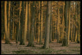 482006 Standing Tall A4 Photo Print