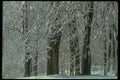 482008 Aftermath Of Freezing Rain A4 Photo Print