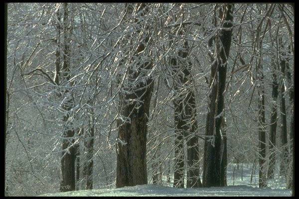 482008 Aftermath Of Freezing Rain A4 Photo Print