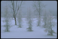 482009 Fog And Hoar frosted Trees A4 Photo Print