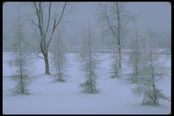 482009 Fog And Hoar frosted Trees A4 Photo Print