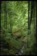 482010 Woodland Scene, Tuscany, Italy A4 Photo Print