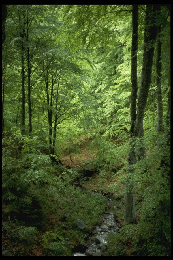 482010 Woodland Scene, Tuscany, Italy A4 Photo Print