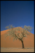 482011 Namib Desert, Africa A4 Photo Print
