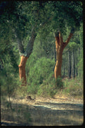 482013 Cork Trees, Portugal, Europe A4 Photo Print
