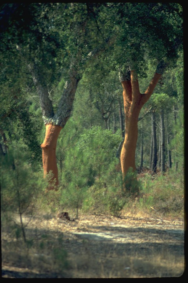482013 Cork Trees, Portugal, Europe A4 Photo Print