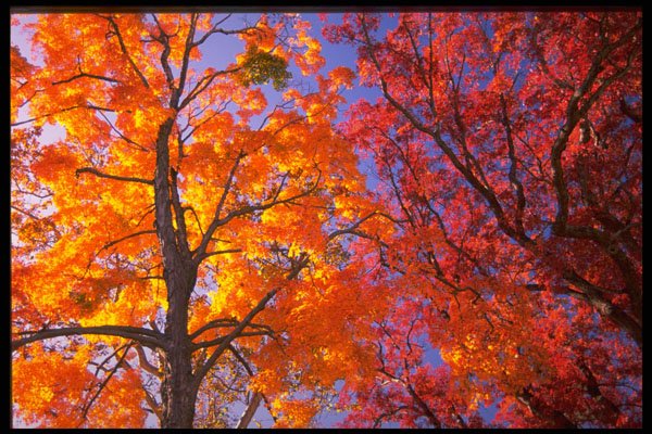 482014 Autumn Landscape, New England, USA A4 Photo Print