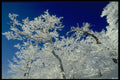 482015 Winter Landscape, New England, USA A4 Photo Print