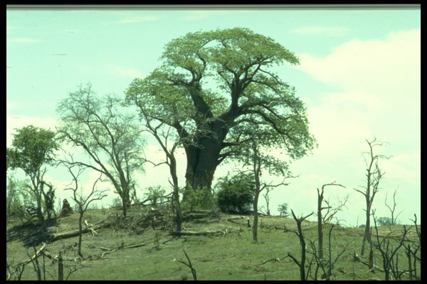 482017 Baobab Tree, Lake Kariba, Zambia, Africa A4 Photo Print