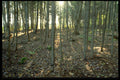 482018 Open Forest At Sundown A4 Photo Print