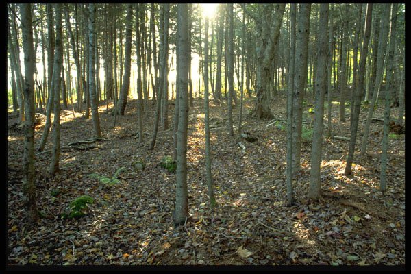 482018 Open Forest At Sundown A4 Photo Print