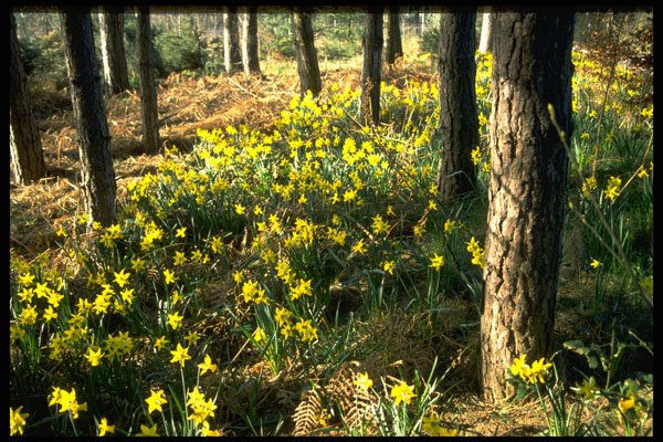 482020 Daffodils Near Pine Forest, Notts, England A4 Photo Print