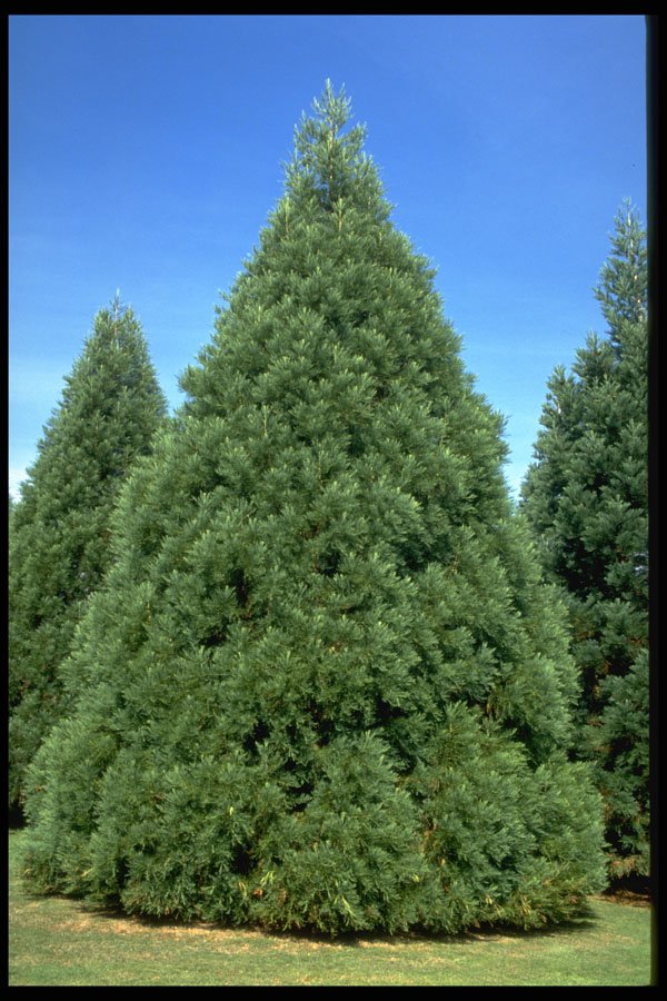 482021 Giant Redwood Tree, Canada A4 Photo Print
