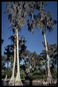 482022 Cyprus Trees A4 Photo Print