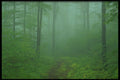 482023 Mist enshrouded Maple Forest, Quebec, Canada A4 Photo Print