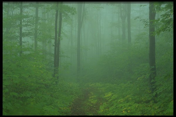 482023 Mist enshrouded Maple Forest, Quebec, Canada A4 Photo Print