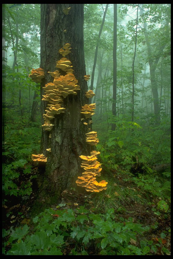 482024 Sulfur Shelf Fungi On A Sugar Maple, Quebec, Canada A4 Photo Print