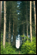 482025 Forest Track, England A4 Photo Print