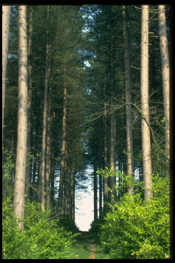 482025 Forest Track, England A4 Photo Print