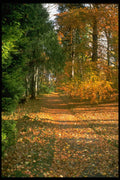 482026 Autumn On The Balmoral Estate, Deeside, Scotland A4 Photo Print