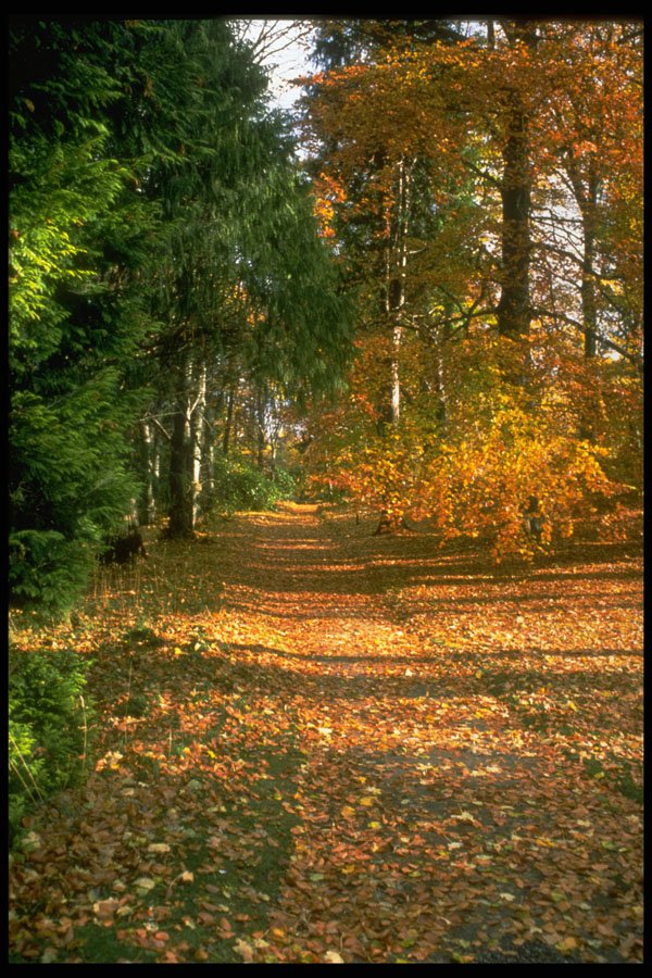 482026 Autumn On The Balmoral Estate, Deeside, Scotland A4 Photo Print