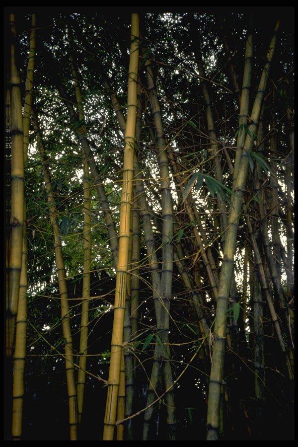 482028 Bamboo, Malaysia A4 Photo Print