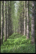 482030 Poplars, The Netherlands A4 Photo Print