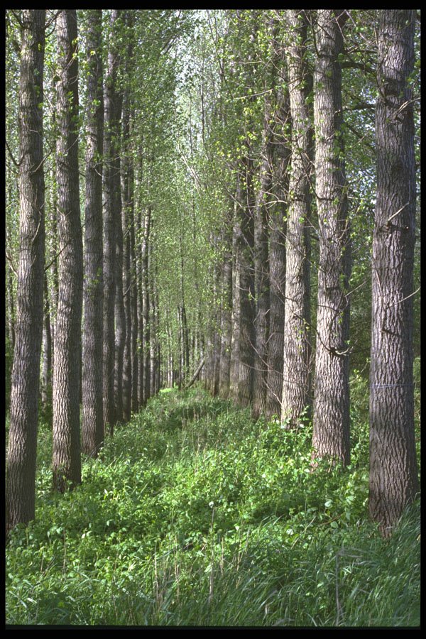 482030 Poplars, The Netherlands A4 Photo Print