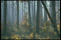 482031 Autumn In Fir Wood, De Veluwe, The Netherlands A4 Photo Print