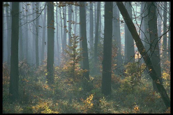 482031 Autumn In Fir Wood, De Veluwe, The Netherlands A4 Photo Print