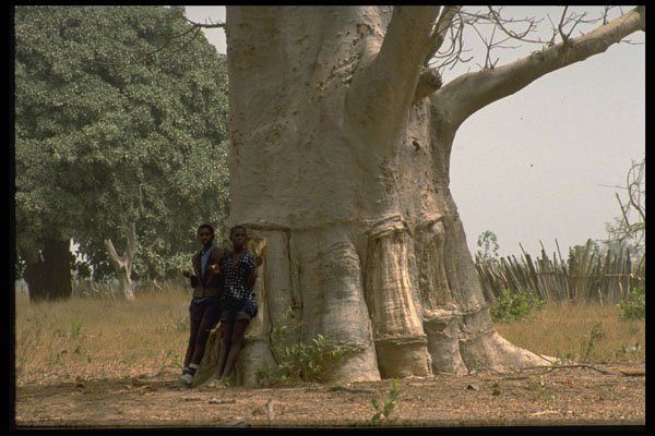 482033 Huge Boabab Tree, Gambia, Africa A4 Photo Print