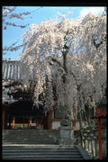 482034 Flowering Cherry Tree At Shrine, Naram, Sakura A4 Photo Print