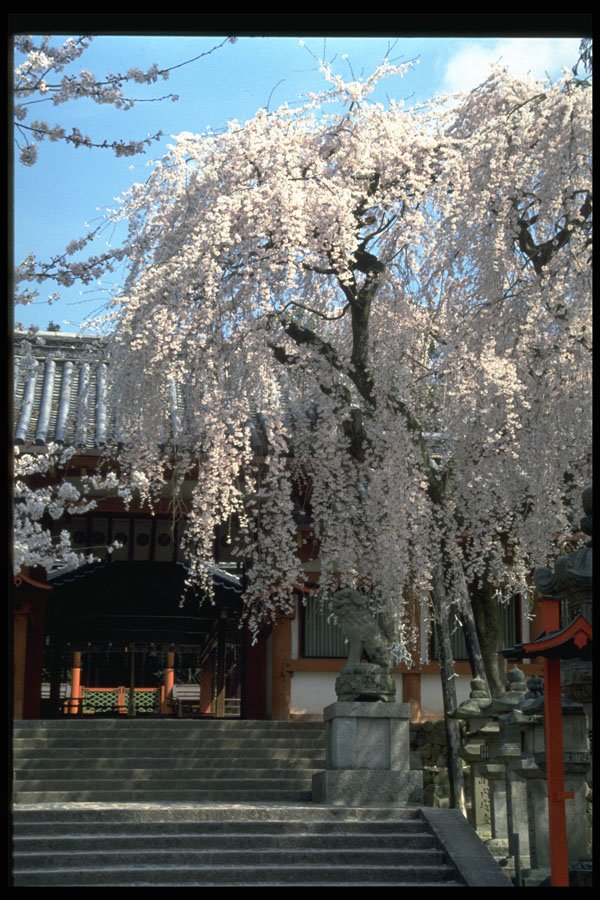 482034 Flowering Cherry Tree At Shrine, Naram, Sakura A4 Photo Print