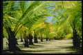 482036 Palm Plantation, Playa De Jaco, Costa Rica A4 Photo Print