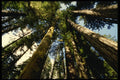 482038 Old Growth Forest A4 Photo Print
