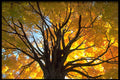 482039 Maples Pride A4 Photo Print