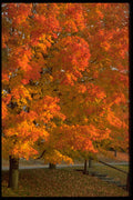 482040 Autumn Delight A4 Photo Print