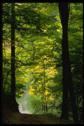 482041 Bruce Trail A4 Photo Print