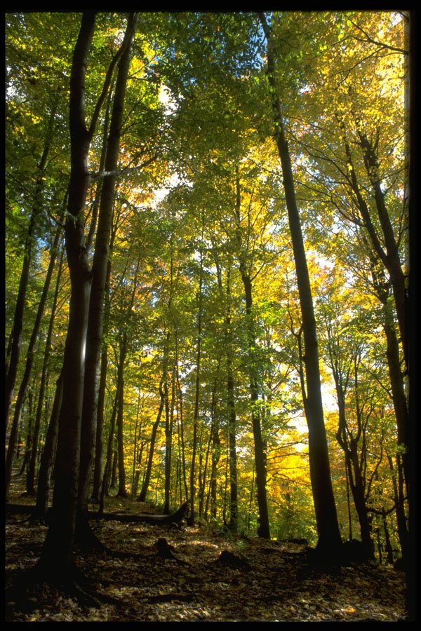 482042 A Lovely Forest Trail A4 Photo Print