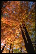 482043 Foliage Color A4 Photo Print