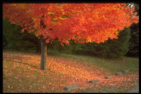 482044 Burst Of Orange A4 Photo Print